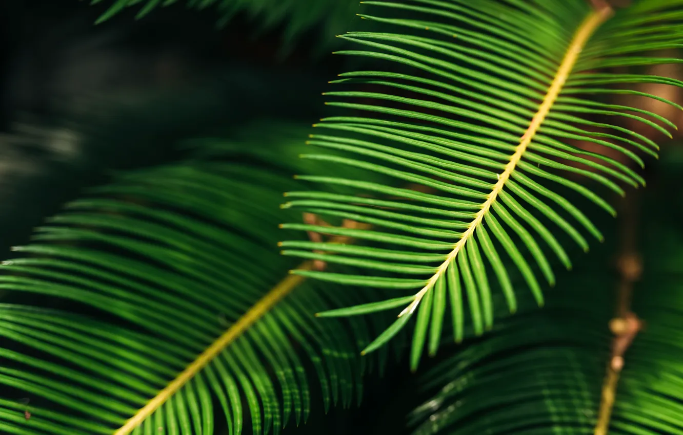 Photo wallpaper greens, leaves, nature, plant