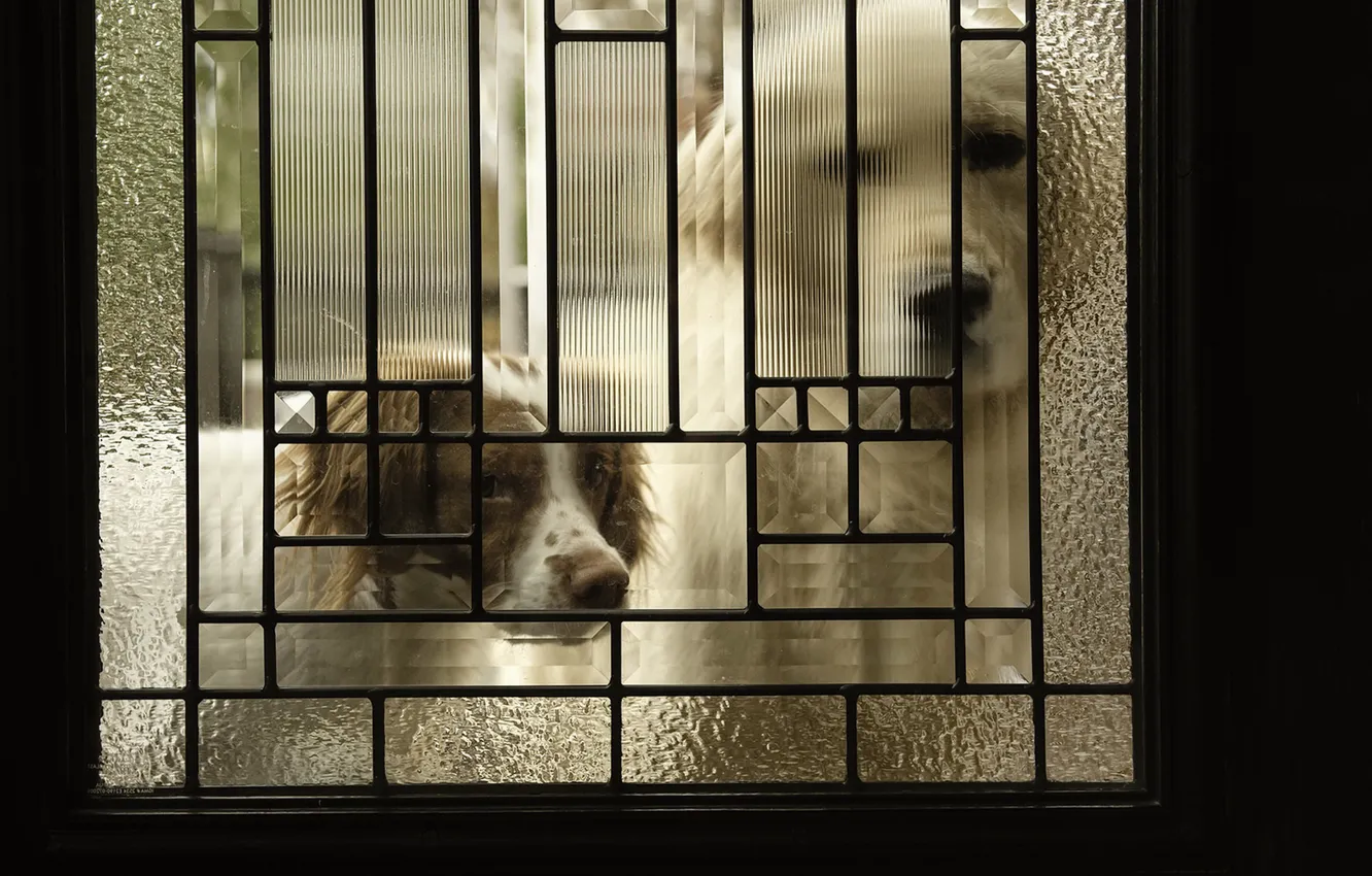 Photo wallpaper dogs, house, the door
