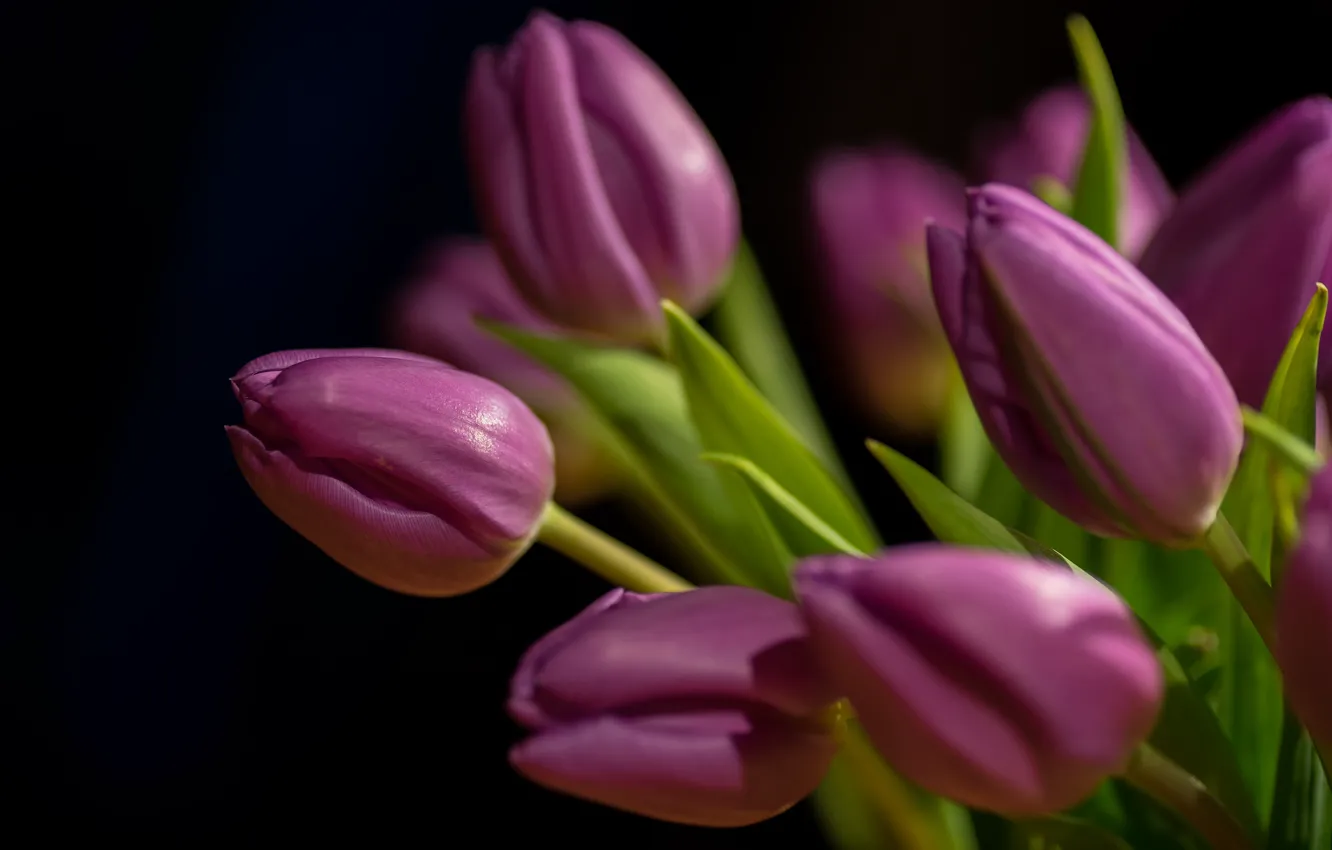 Photo wallpaper purple, tulips, buds, black background