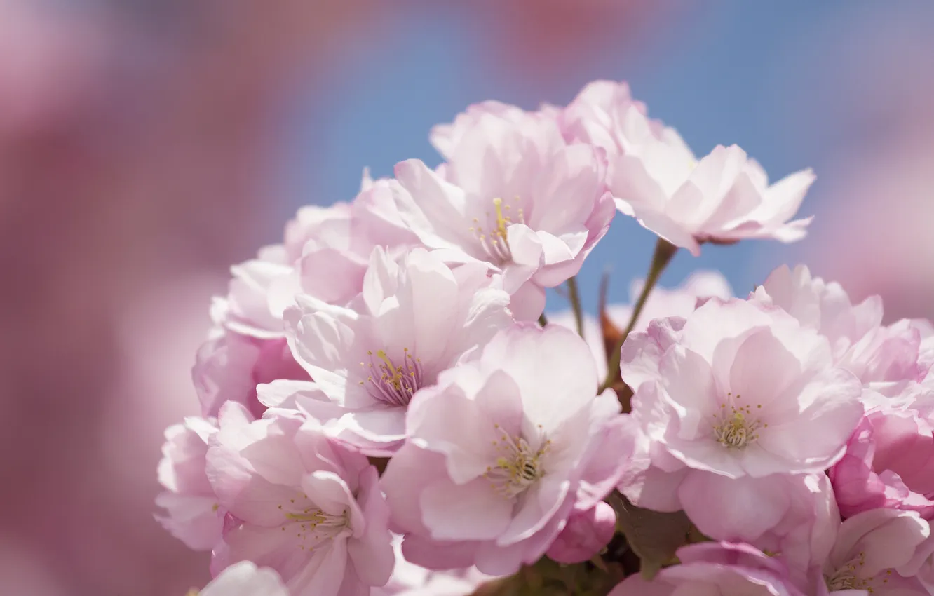 Photo wallpaper flowers, Sakura, flower