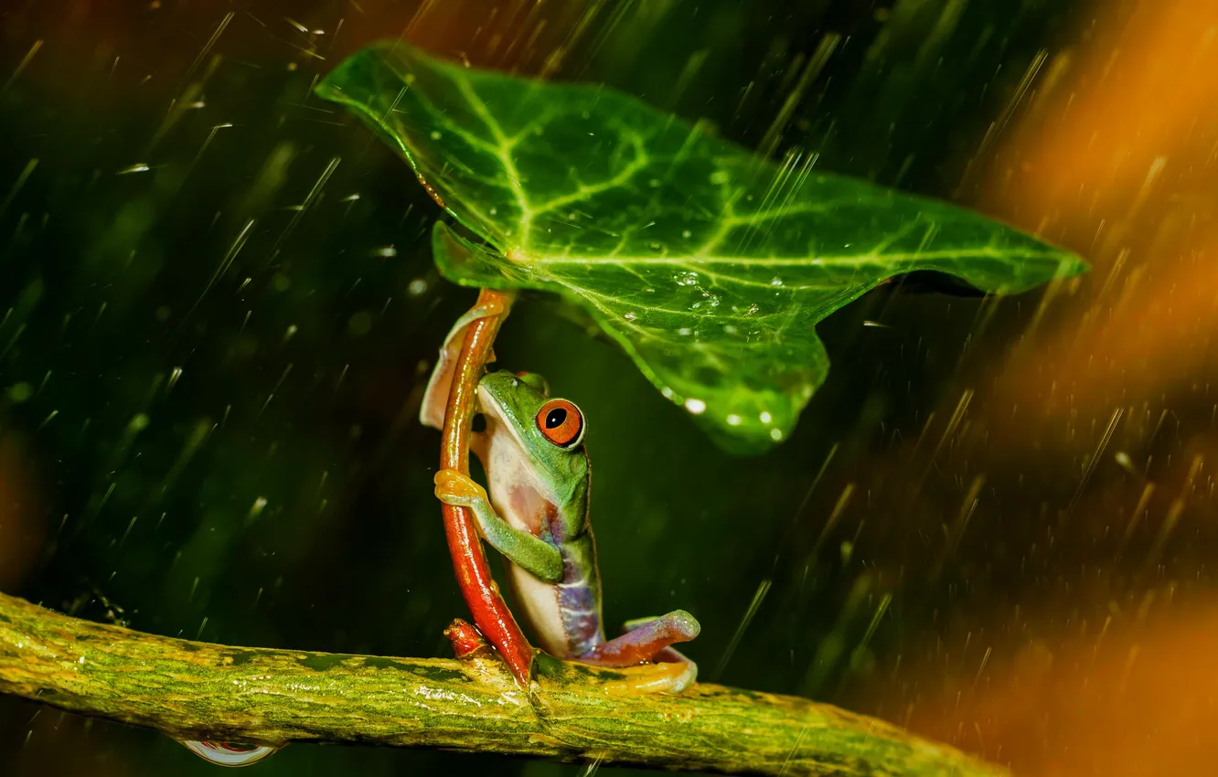 Photo wallpaper sheet, rain, frog, legs, umbrella, green, rain, colorful