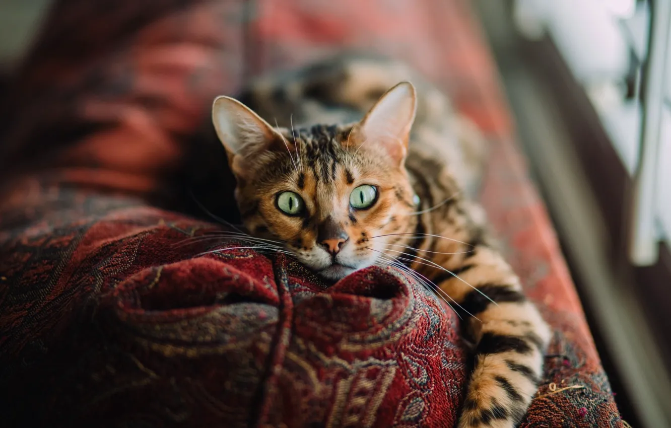 Photo wallpaper green eyes, photo, Cat, animal, paws, couch, fur, portrait