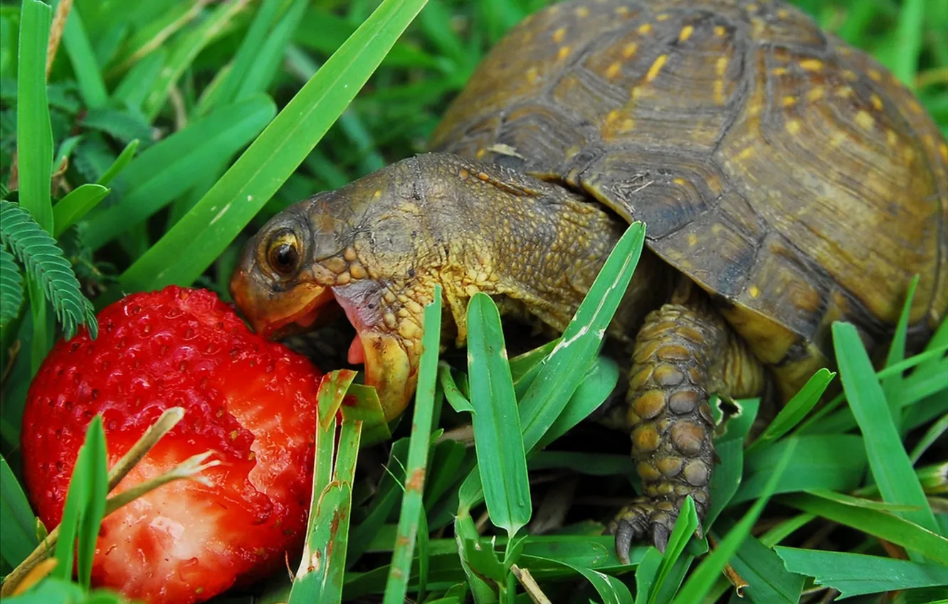 Photo wallpaper grass, turtle, strawberry, eats