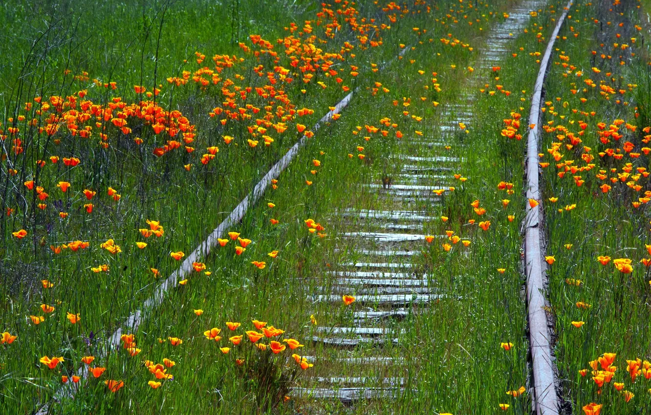 Photo wallpaper summer, flowers, nature, railroad