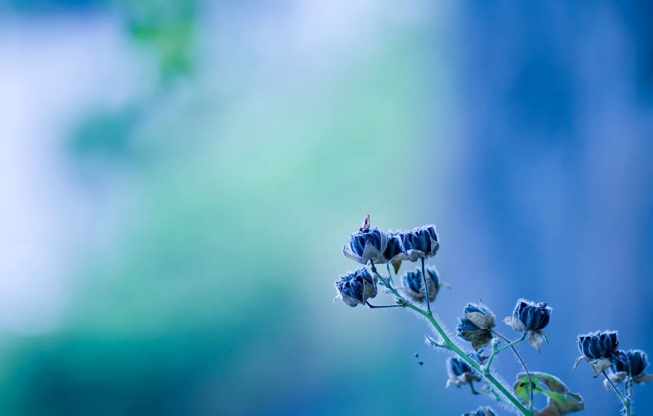 Photo wallpaper flower, blue, bell, flower, texture, blue
