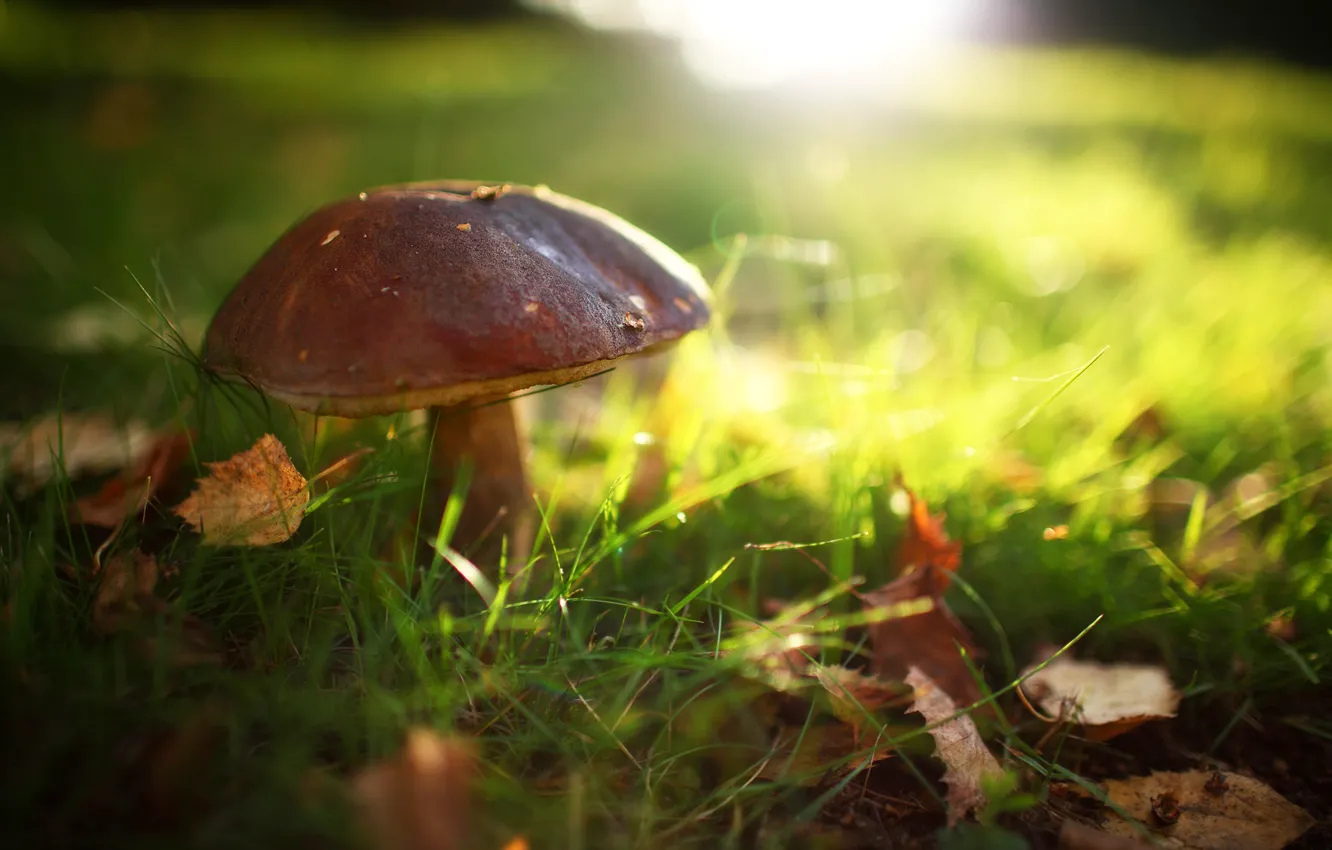 Photo wallpaper summer, grass, the sun, light, glare, glade, mushrooms, leaf
