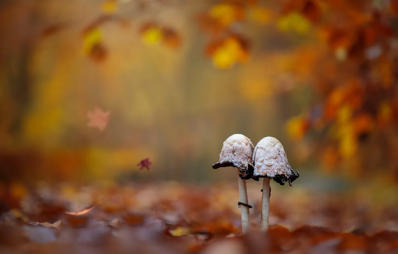 Photo wallpaper autumn, nature, mushrooms