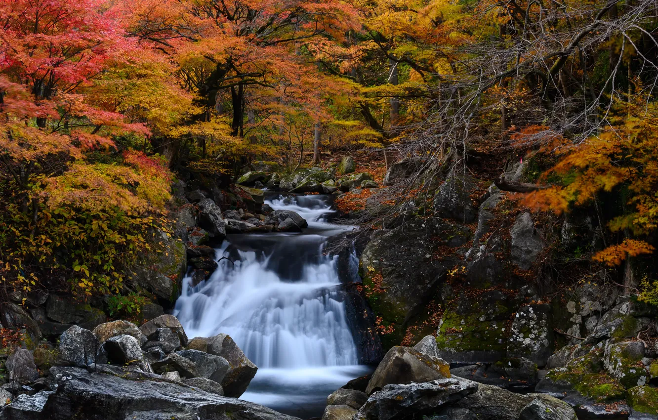 Photo wallpaper autumn, forest, stream, stones, waterfall, Japan, cascade