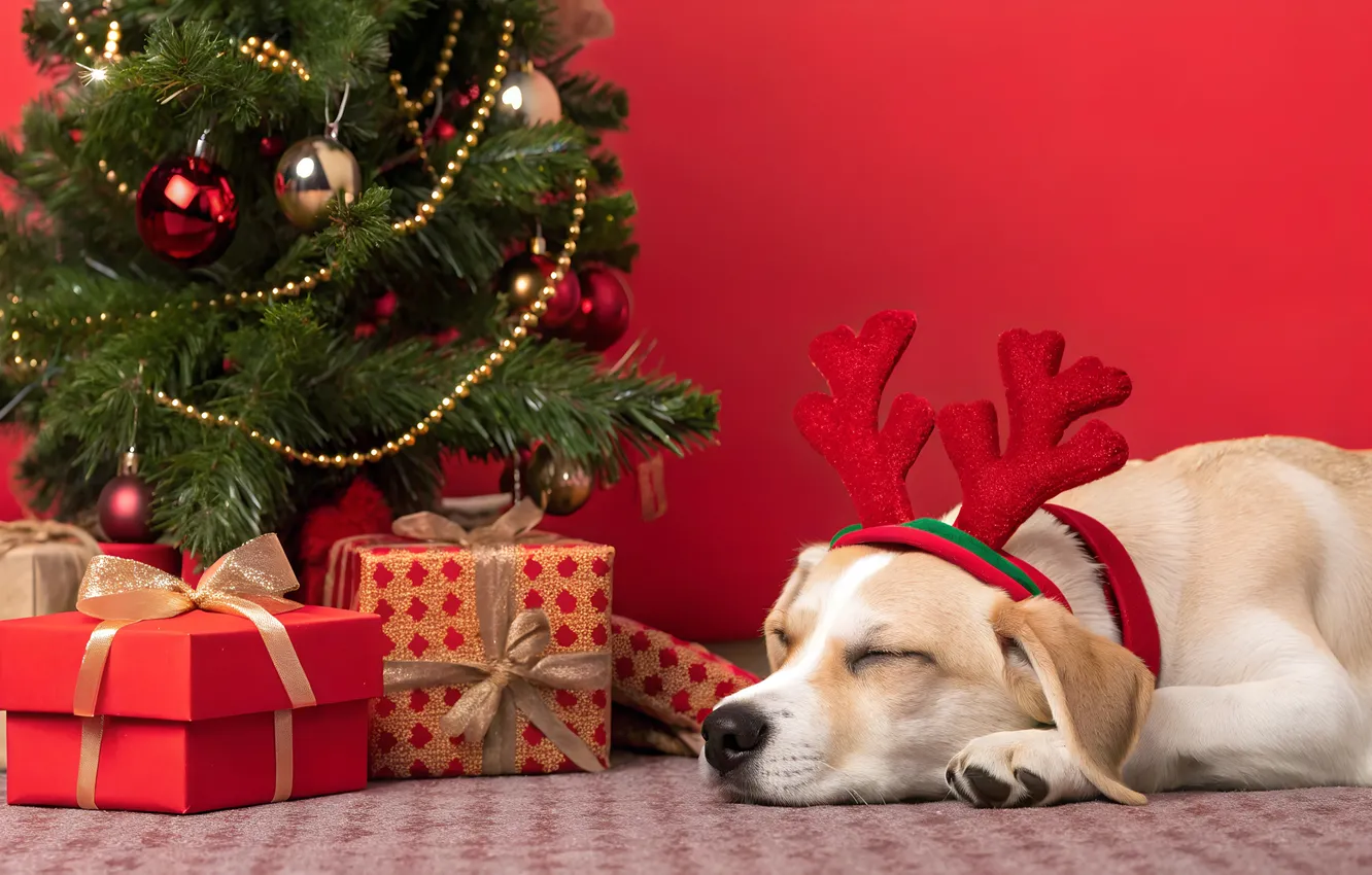 Photo wallpaper balls, gift, new year, sleep, dog, deer, Christmas, sleeping