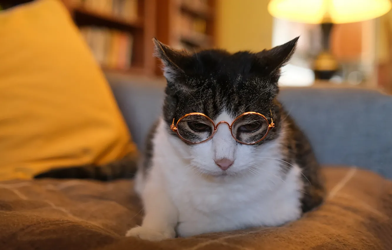 Photo wallpaper cat, cat, face, portrait, glasses