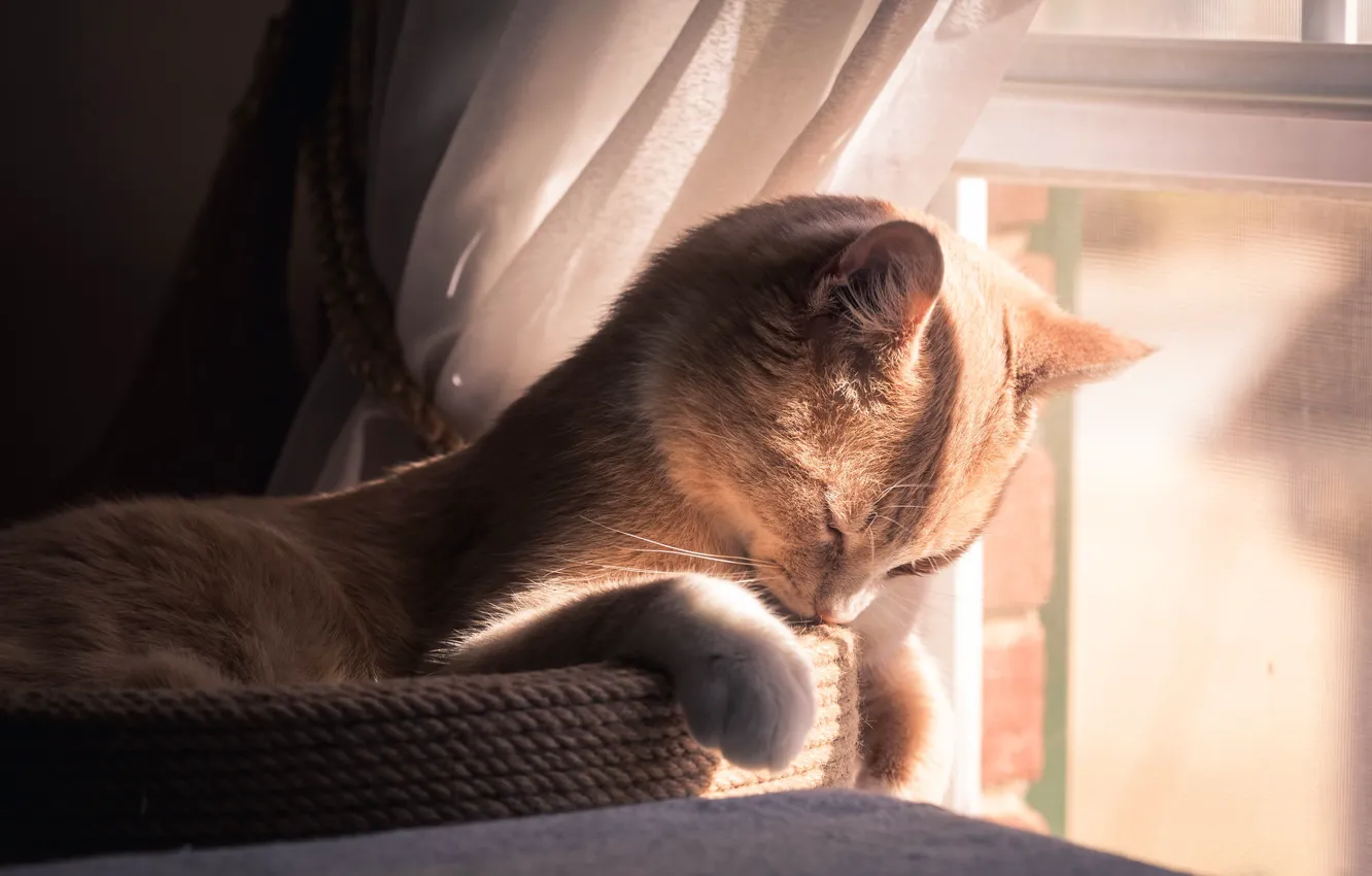 Photo wallpaper cat, cat, light, stay, window, red, peach, scratching post