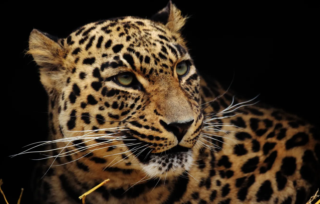 Photo wallpaper face, leopard, coloring