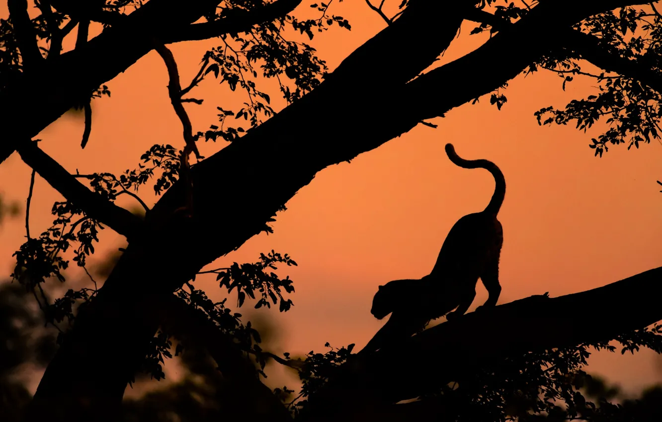 Photo wallpaper trees, leopard, silhouettes