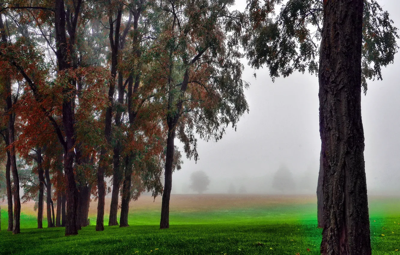 Photo wallpaper field, autumn, grass, trees, fog