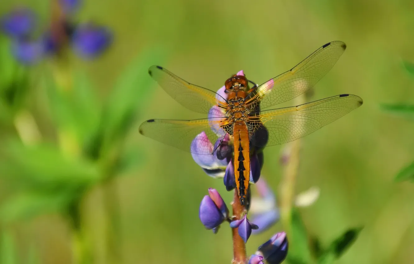 Photo wallpaper macro, dragonfly, insect