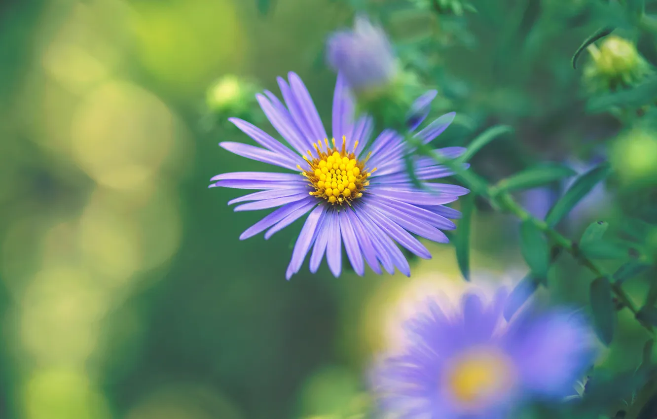 Photo wallpaper summer, leaves, flowers, garden, green background, lilac, bokeh, asters