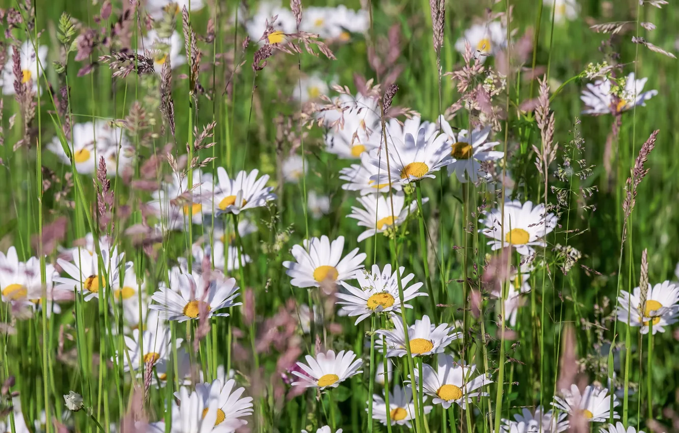 Photo wallpaper flowers, chamomile, spikelets, meadow, white, chamomile field