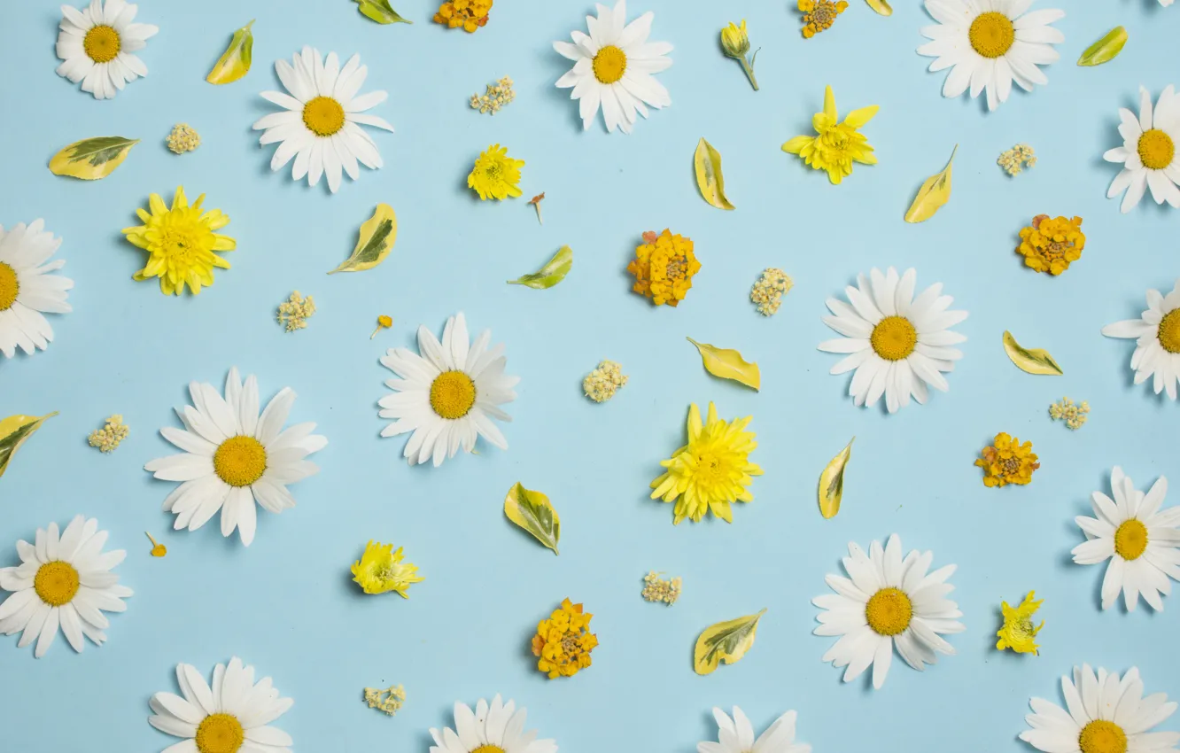 Photo wallpaper flowers, chamomile, white, chrysanthemum, yellow, flowers, background, blue background