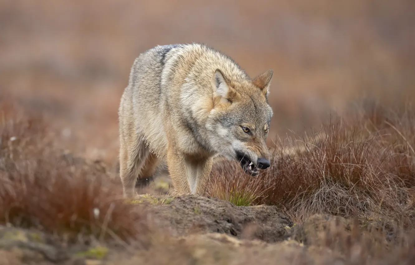 Photo wallpaper field, autumn, grass, look, face, pose, stones, grey