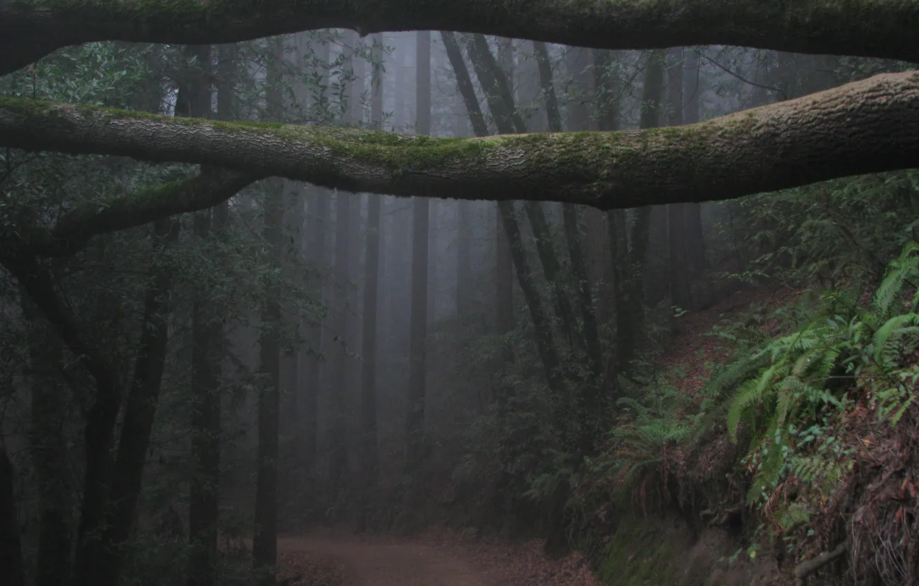 Photo wallpaper forest, trees, branches, nature, fog, CA, USA, USA