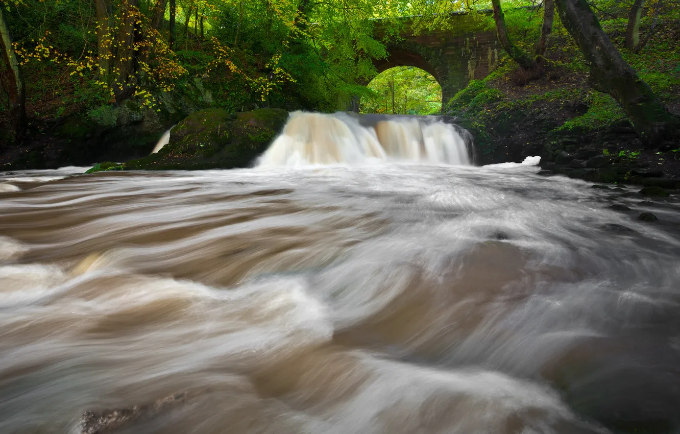 Photo wallpaper forest, nature, river, stream