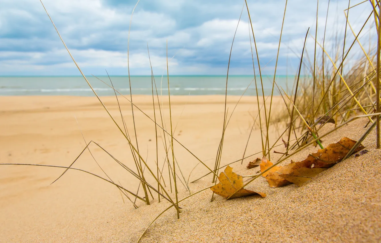 Photo wallpaper sand, sea, grass, leaves, macro, nature