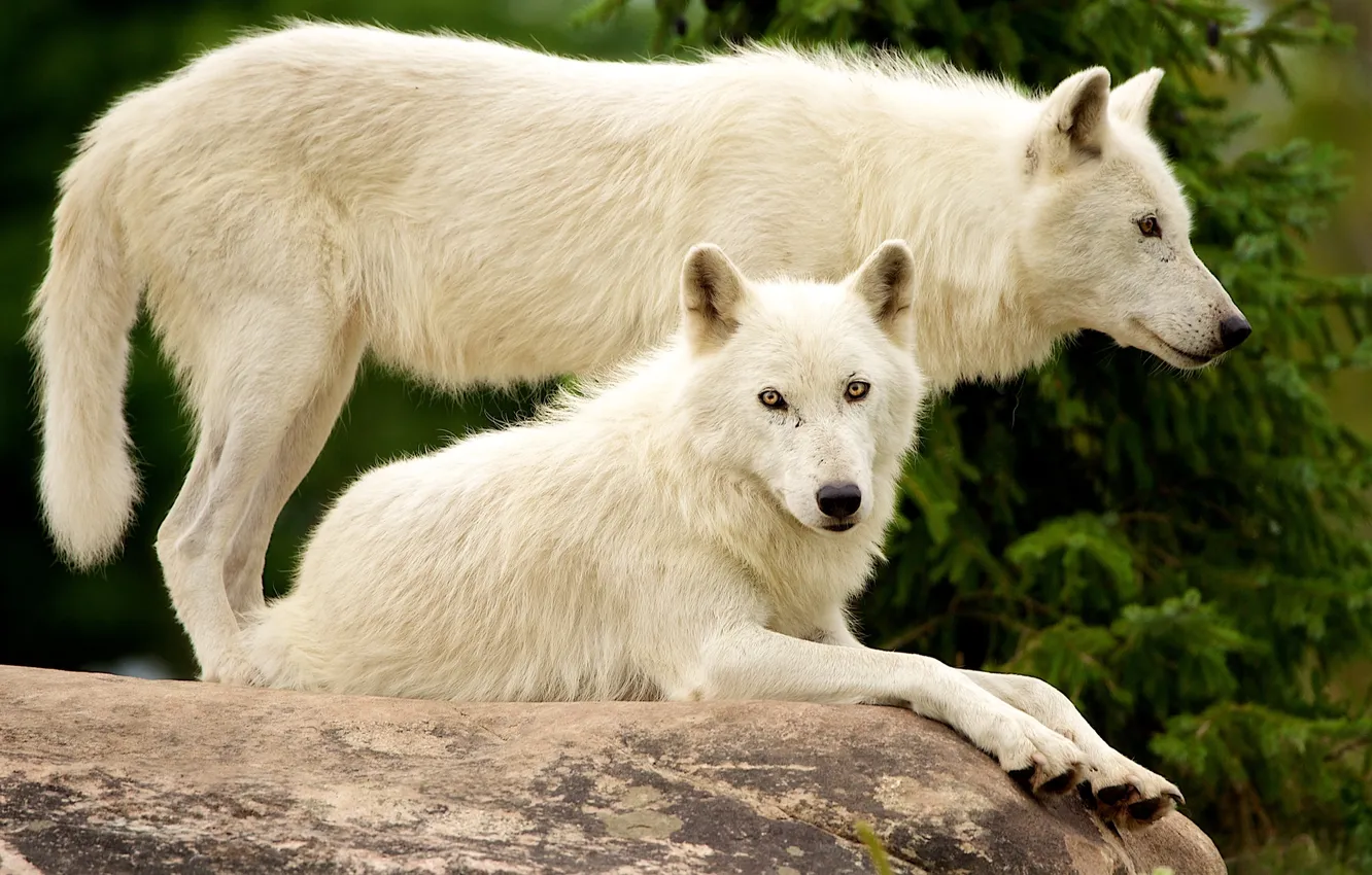 Photo wallpaper nature, stones, wolf, white