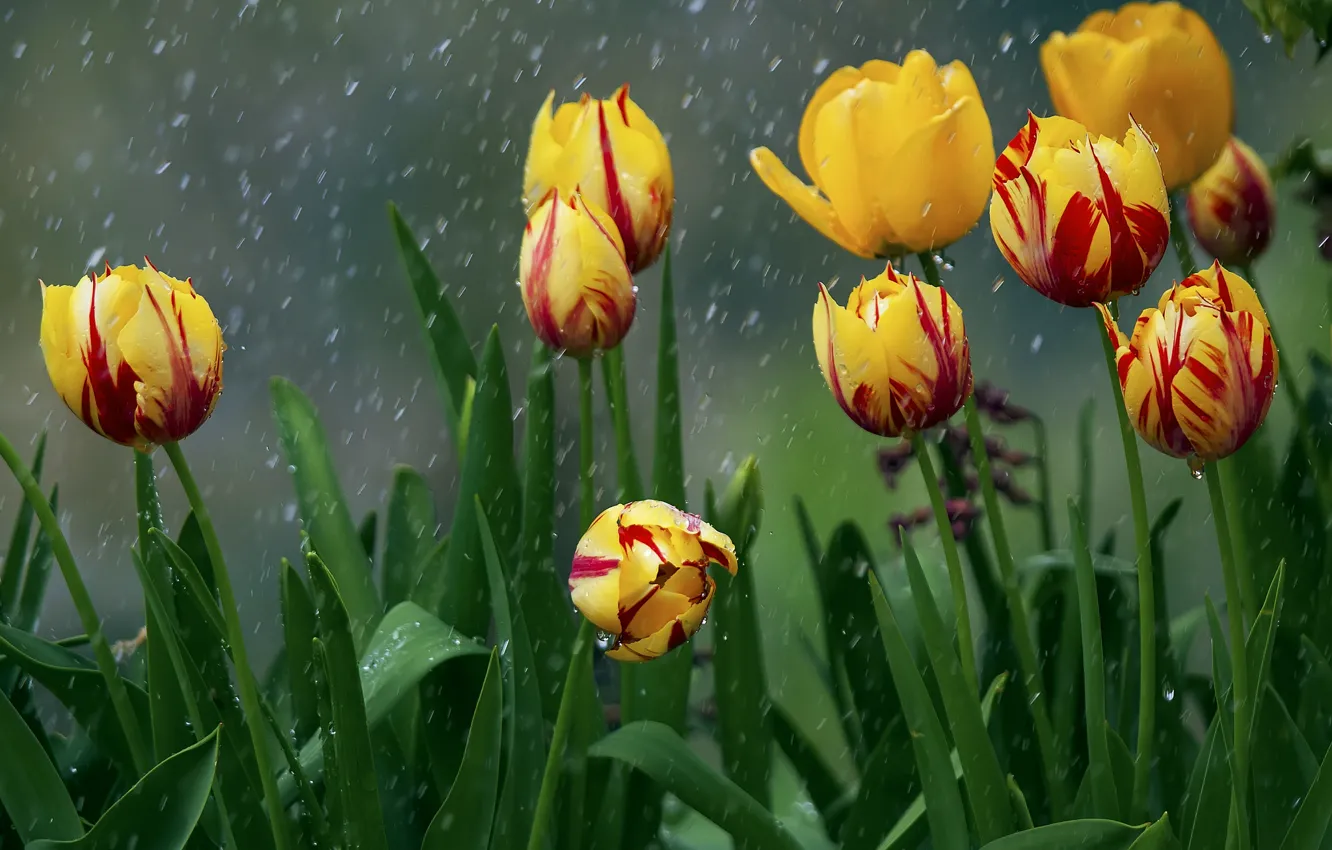 Photo wallpaper flowers, rain, tulips