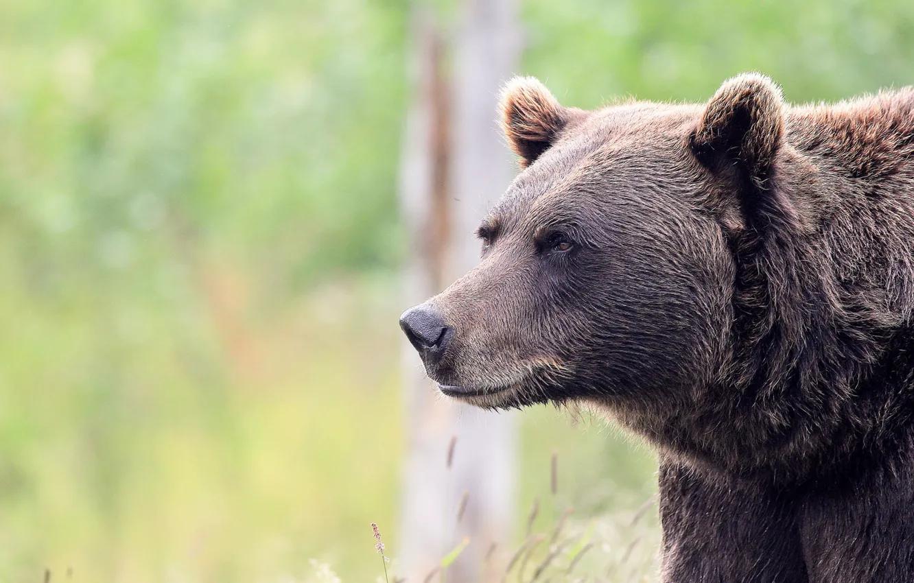 Photo wallpaper face, background, portrait, bear, Grizzly