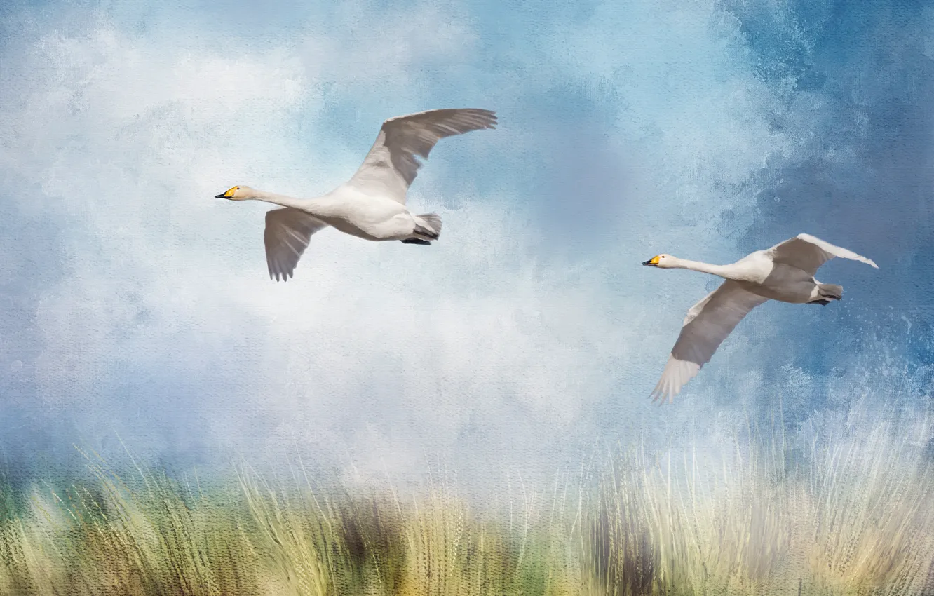 Photo wallpaper field, the sky, pair, geese