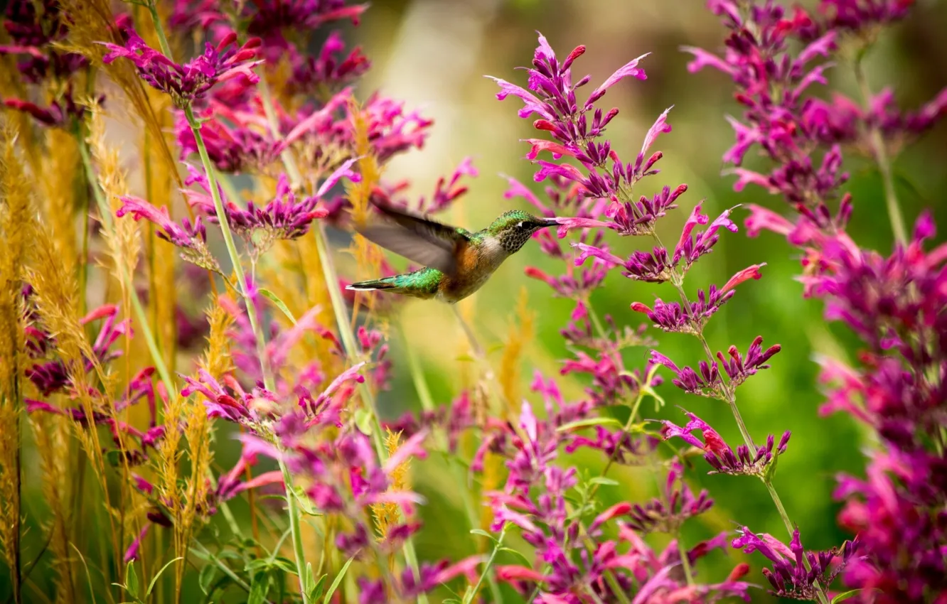 Photo wallpaper macro, flowers, Hummingbird, bird