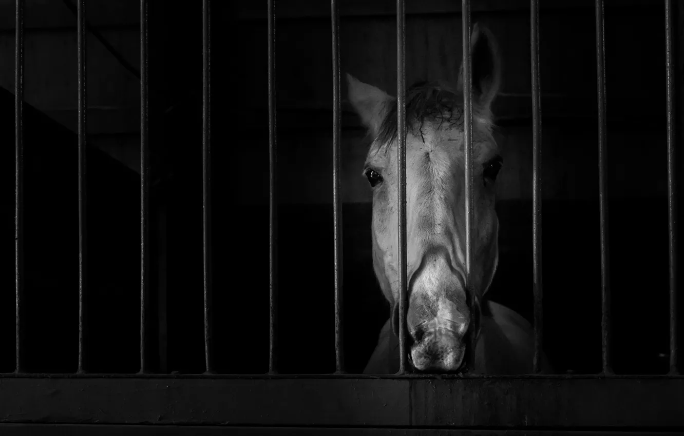 Photo wallpaper background, horse, the door