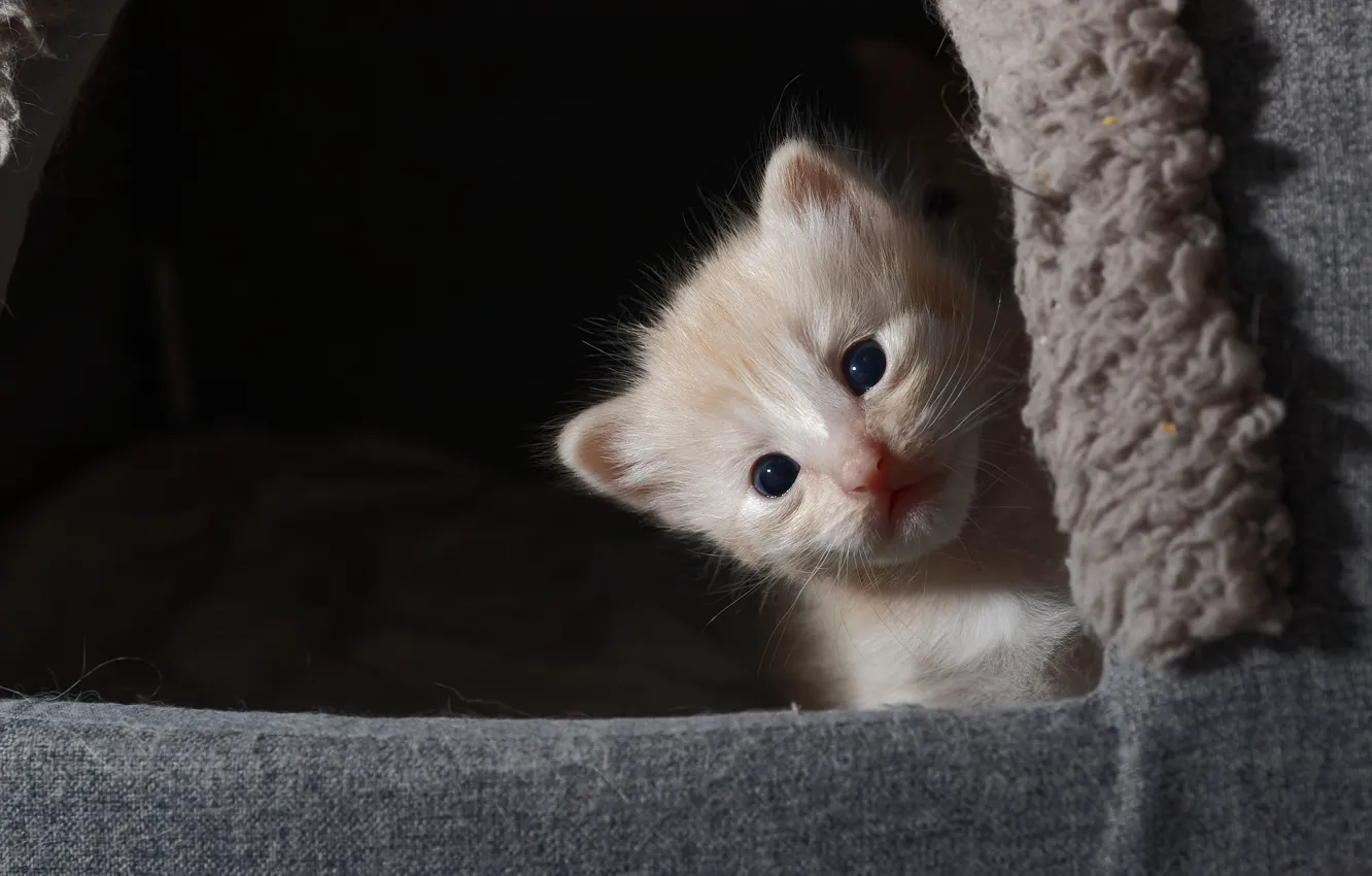 Photo wallpaper cat, the dark background, kitty, Peeps, cat house