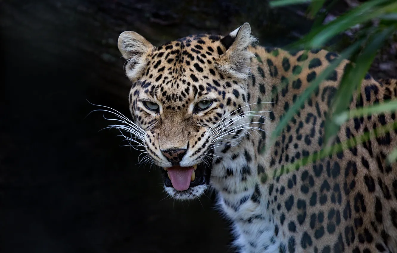 Photo wallpaper face, Leopard, portrait, predator, wild cat, the dark background