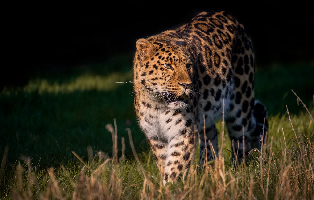 Photo wallpaper summer, grass, look, light, pose, the dark background, leopard, walk
