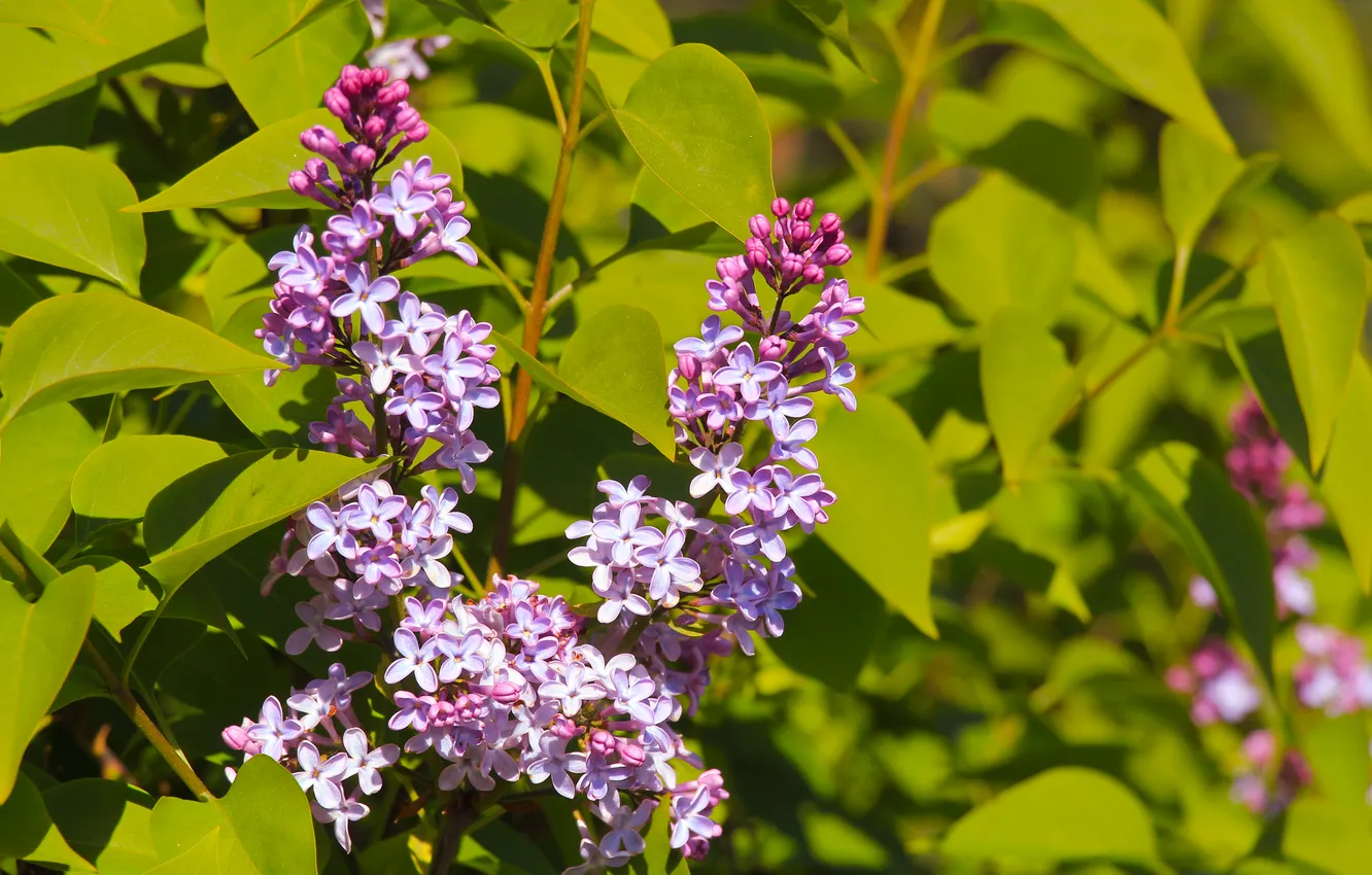 Photo wallpaper flower, spring, lilac
