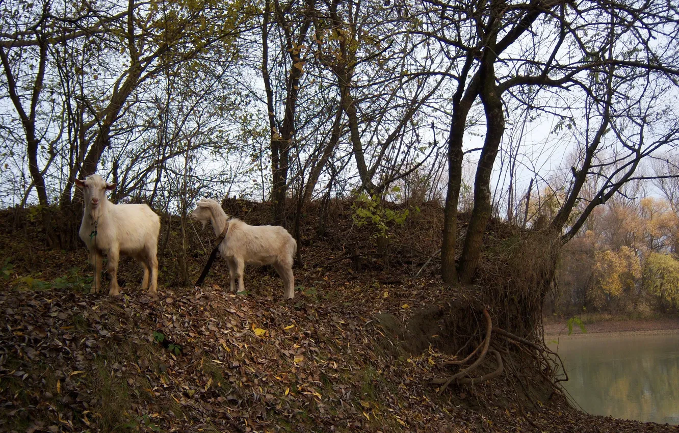Photo wallpaper autumn, pair, goat, Meduzanol ©