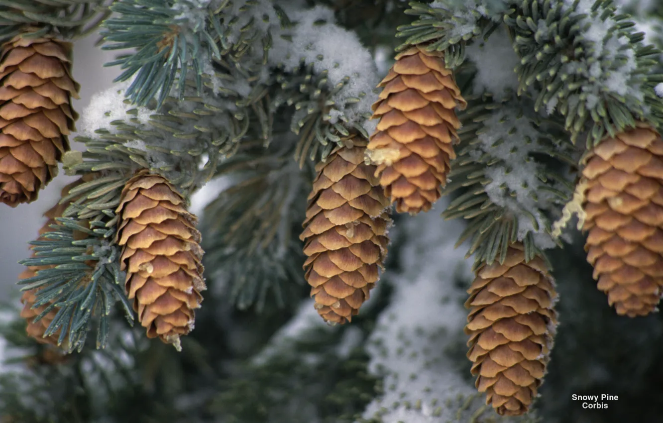 Photo wallpaper Nature, Winter, Wallpaper, Widescreen, Fullscreen, Snowy Pine