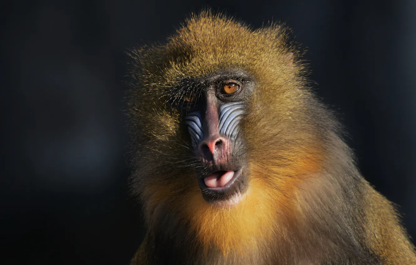 Photo wallpaper monkey, Sphinx, mandrill