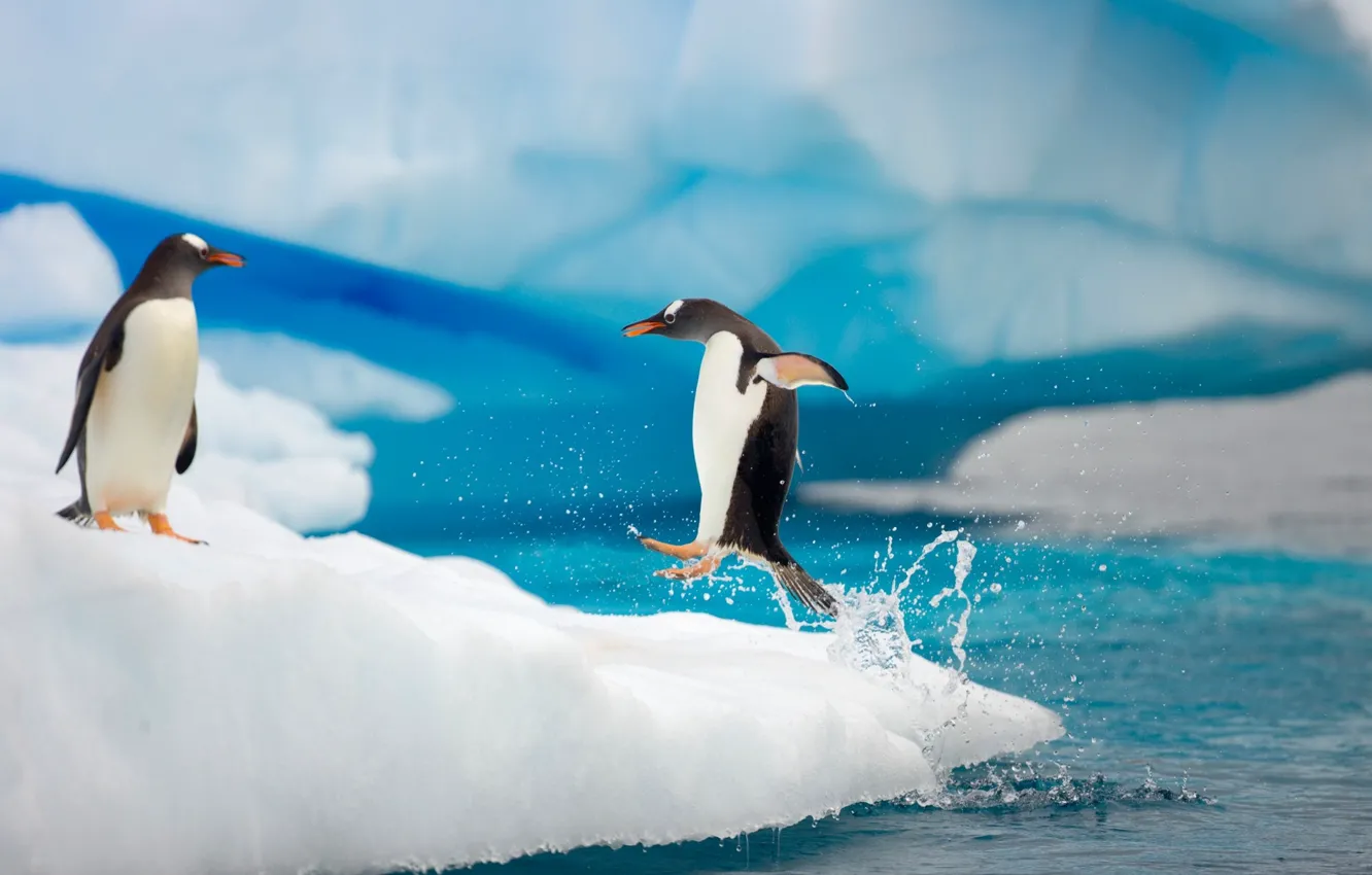 Photo wallpaper drops, squirt, movement, the ocean, jump, ice, paws, penguins
