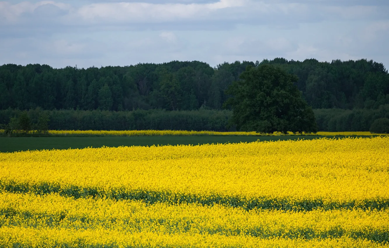 Photo wallpaper forest, the sky, trees, flowers, yellow, meadow, contrast, space