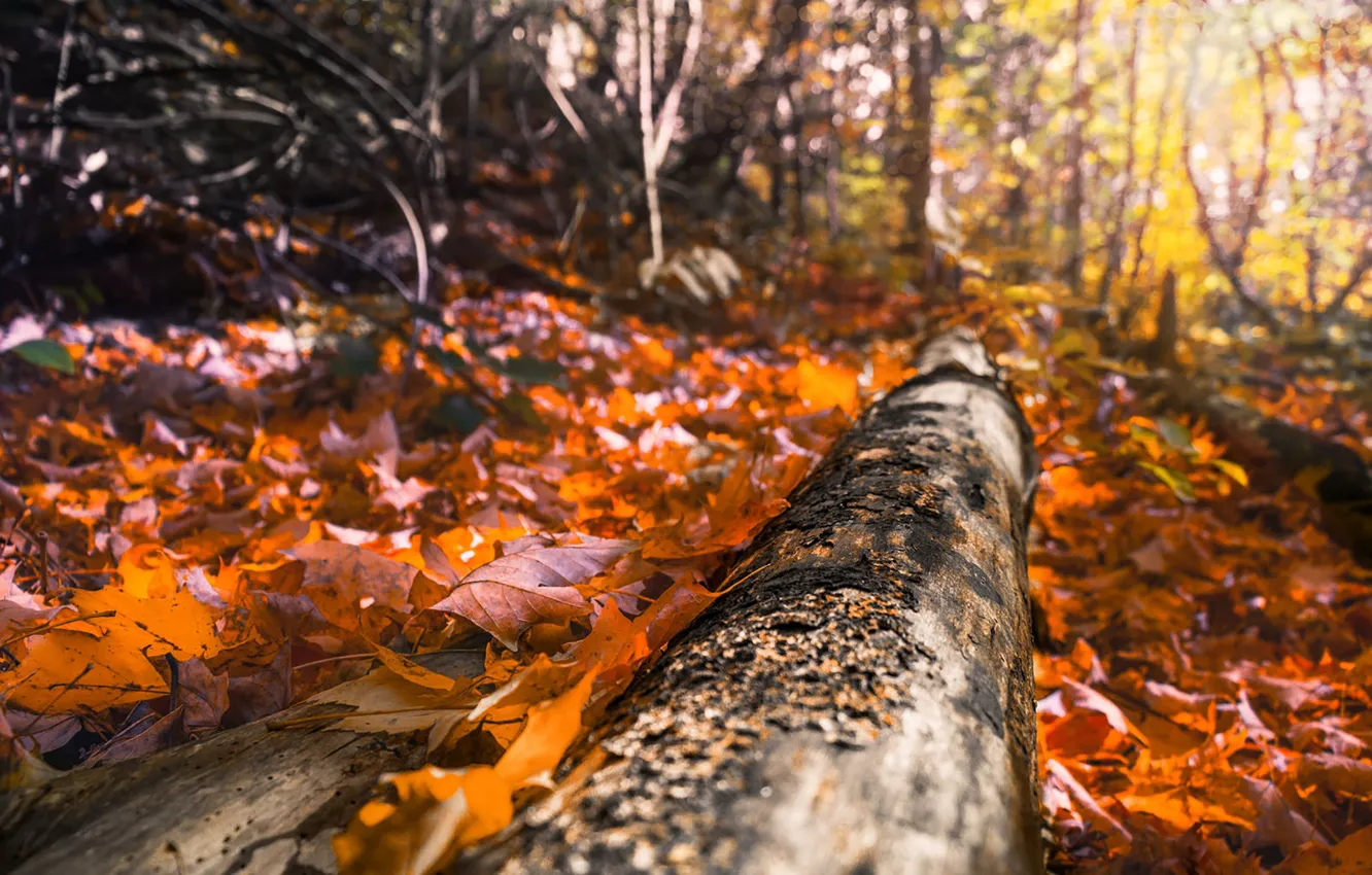 Photo wallpaper wood, autumn, sunlight, foliage, woodland