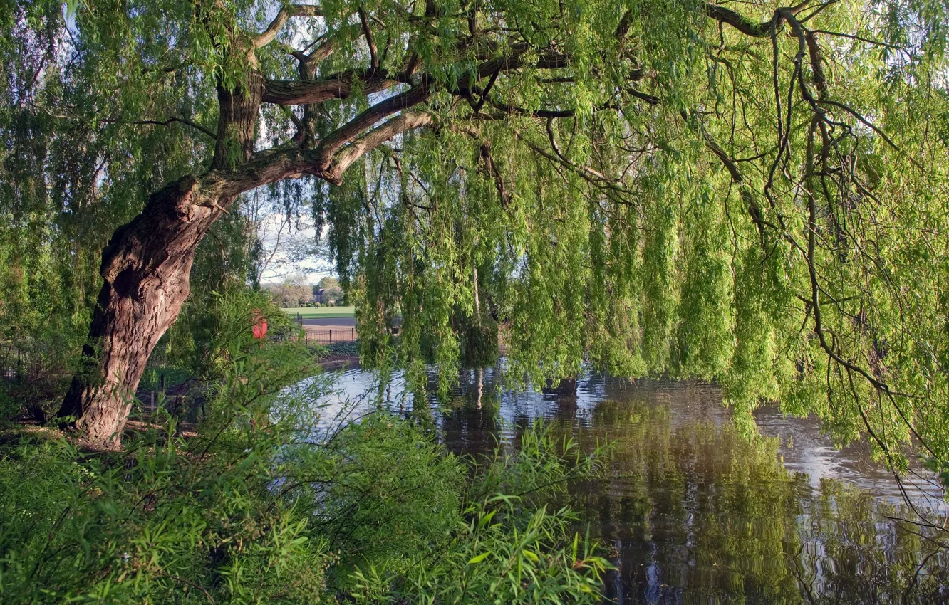 Photo wallpaper tree, England, river, IVA