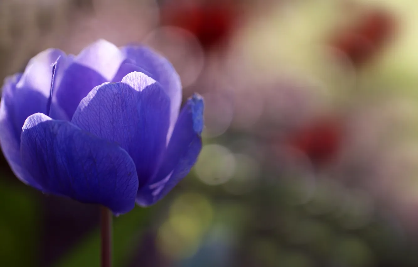 Photo wallpaper flower, the sun, blue, anemone, anemone