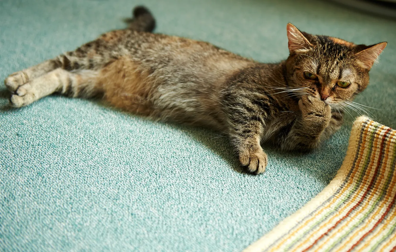 Photo wallpaper cat, cat, room, paws, on the floor, washing, lying, rug