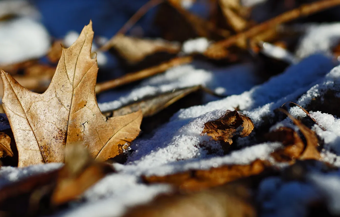 Photo wallpaper winter, autumn, leaves, nature