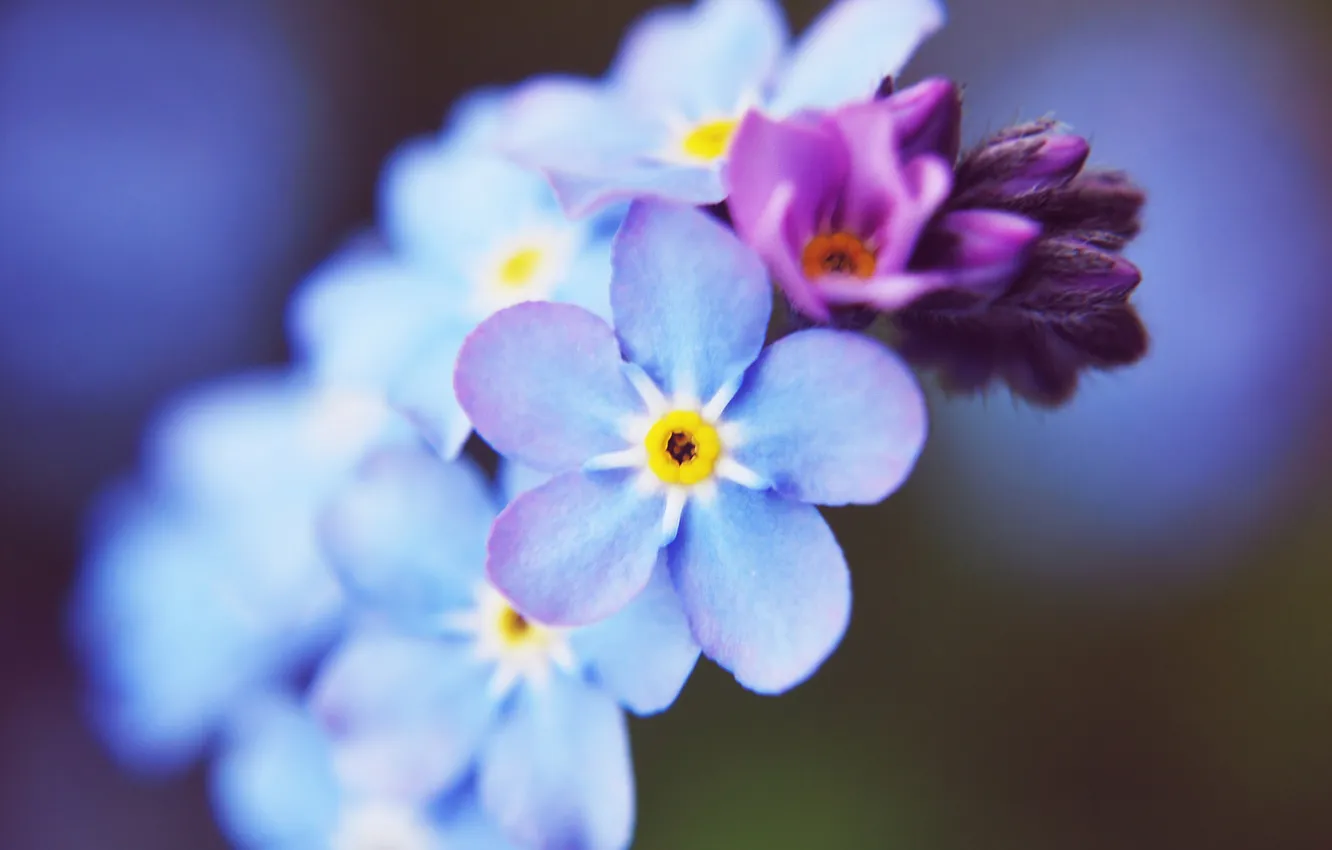 Photo wallpaper macro, flowers, blue, forget-me-nots