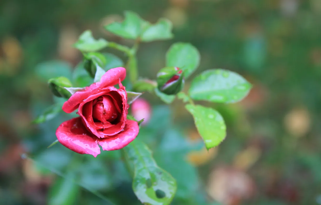 Photo wallpaper leaves, flowers, roses, petals