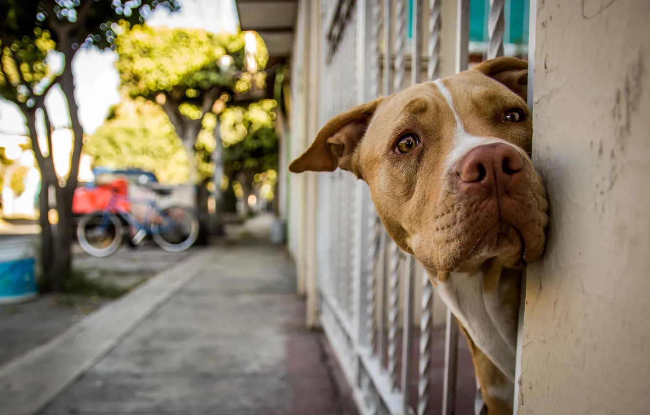 Photo wallpaper look, each, street, dog