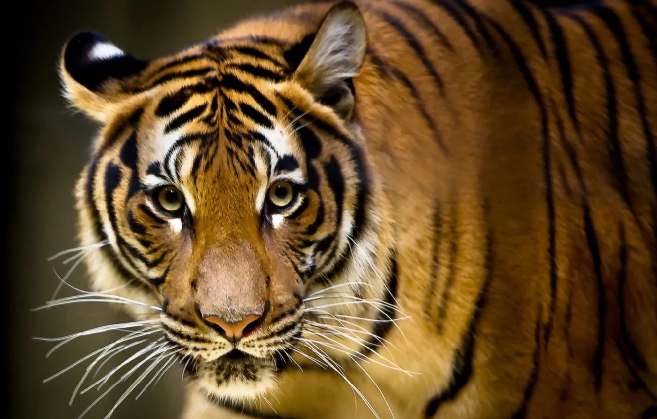 Photo wallpaper look, tiger, background